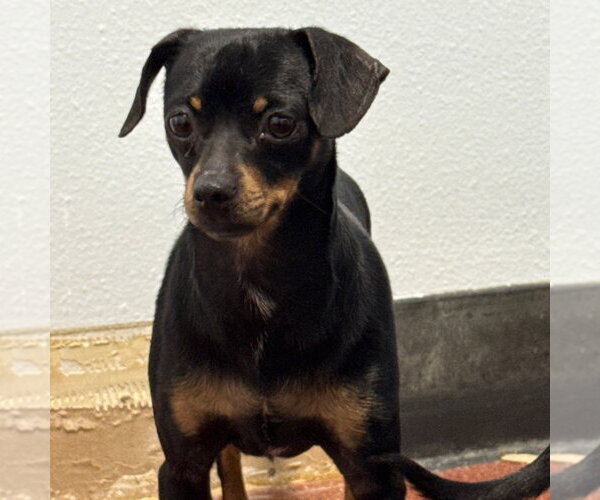 Medium Photo #1 Chihuahua Puppy For Sale in Chico, CA, USA