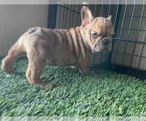 French Bulldog Puppy for sale in LOS ANGELES, CA, USA