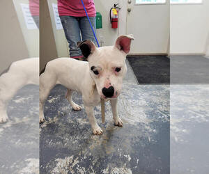 Mutt Dogs for adoption in Linton, IN, USA