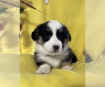 Small Photo #3 Cardigan Welsh Corgi Puppy For Sale in DEARBORN, MO, USA