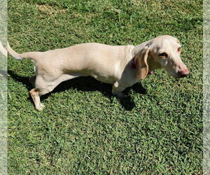 Luna in KY - Female Dachshund Dog for Adoption - Photo #12