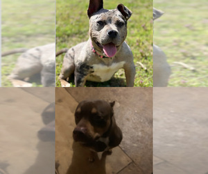 Father of the American Bully puppies born on 07/25/2026