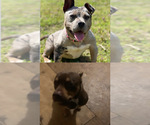 Small Photo #1 American Bully Puppy For Sale in ELLENWOOD, GA, USA