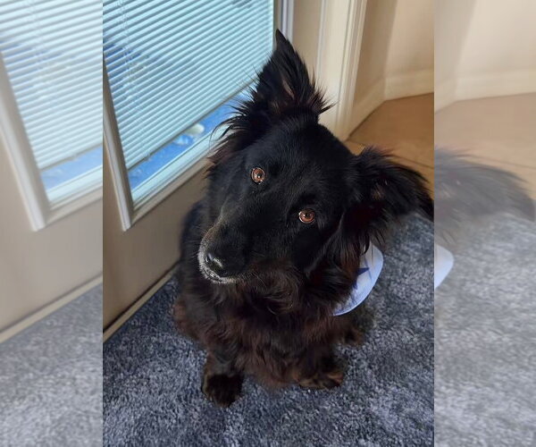 Medium Photo #3 Border Collie-Unknown Mix Puppy For Sale in Valrico, FL, USA