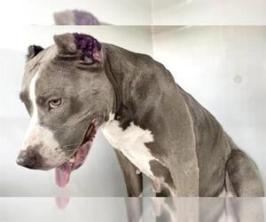 Mutt Dogs for adoption in Houston, TX, USA