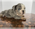 Small #4 Bulldog
