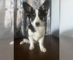 Small #60 Aussie-Corgi