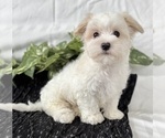 Small #3 Maltese