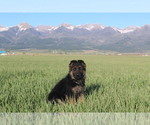 Small Photo #3 German Shepherd Dog Puppy For Sale in HORN CREEK, CO, USA