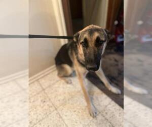 German Shepherd Dog Dogs for adoption in San Antonio, TX, USA