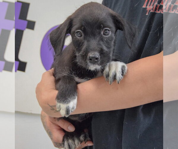 Medium Photo #3 Mutt Puppy For Sale in Huntley, IL, USA