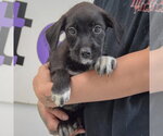 Small #2 Mutt