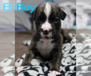 Boxer Puppy for sale in BLOOMINGTON, IL, USA