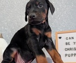 Small #2 Doberman Pinscher