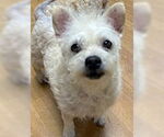 Small Maltipoo