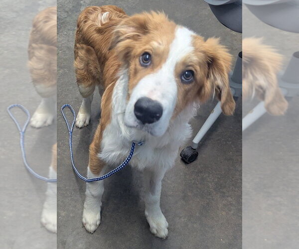 Medium Photo #2 Australian Shepherd-Collie Mix Puppy For Sale in Evansville, IN, USA
