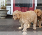 Small Photo #61 Goldendoodle Puppy For Sale in HARTFORD, CT, USA
