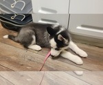 Small Photo #7 Siberian Husky Puppy For Sale in WINTER HAVEN, FL, USA