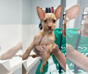 Chihuahua-Unknown Mix Dogs for adoption in South Bend, IN, USA