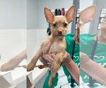 Millie-pending adoption-IN a foster home - Female Chihuahua-Unknown Mix Dog for Adoption - Small photo