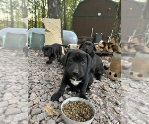 American Pit Bull Terrier Puppy for sale in ASKOV, MN, USA