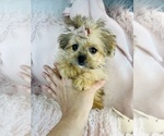 Small #6 Maltipoo (Miniature)