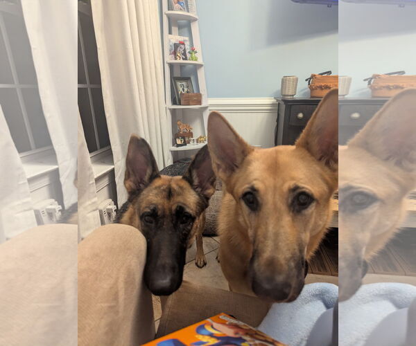 Medium Photo #5 German Shepherd Dog Puppy For Sale in New Hill, NC, USA