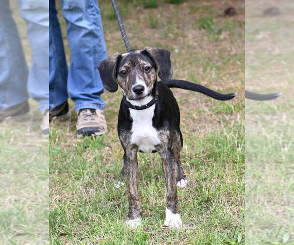 Medium Photo #2 Mutt Puppy For Sale in Glen Allen, VA, USA
