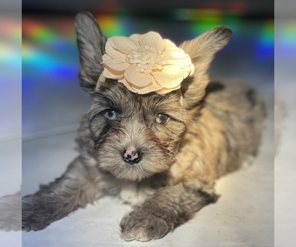 Medium Photo #1 Yorkshire Terrier Puppy For Sale in MIAMI, FL, USA