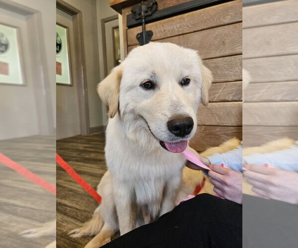 Medium Photo #4 Aussie Pyrenees Puppy For Sale in Silver Spring, MD, USA