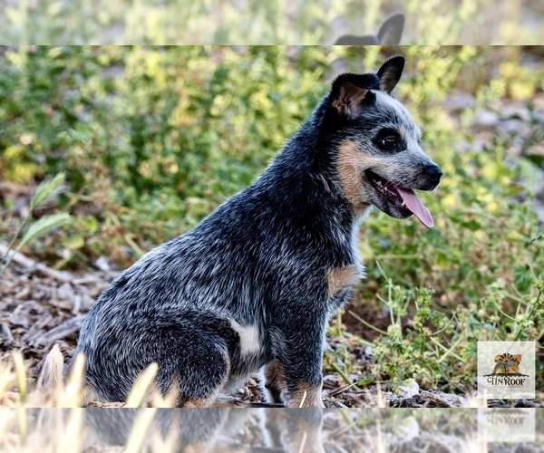 Medium Photo #3 Australian Cattle Dog Puppy For Sale in ESCONDIDO, CA, USA