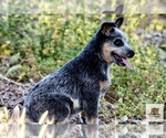 Small #2 Australian Cattle Dog