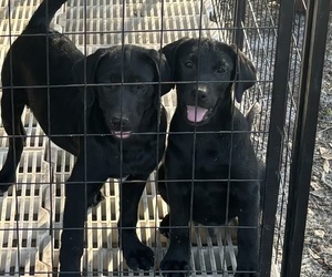 Labrador Retriever Puppy for Sale in GARLAND, North Carolina USA
