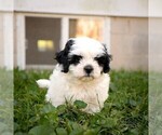 Veronica - Female Zuchon Puppy for Sale - Small photo
