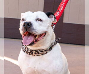 Molly - Adopt Me! - Female American Staffordshire Terrier Dog for Adoption - Photo #3