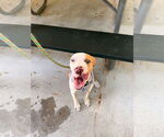 Small #5 Catahoula Leopard Dog Mix