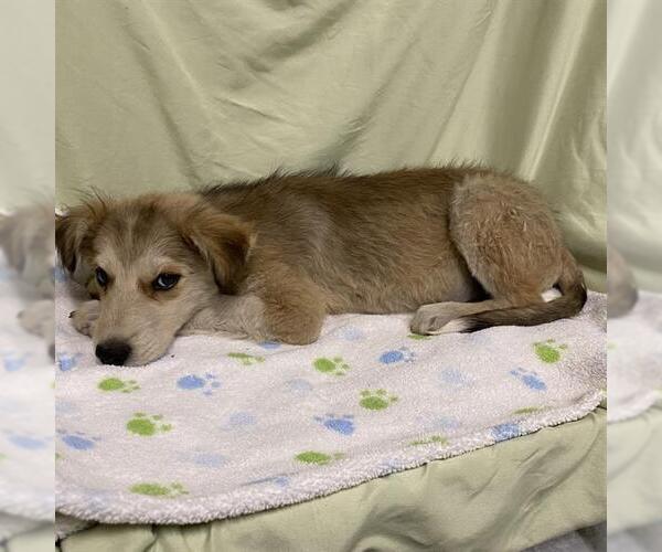 Medium Photo #1 Siberian Husky-Unknown Mix Puppy For Sale in Modesto, CA, USA