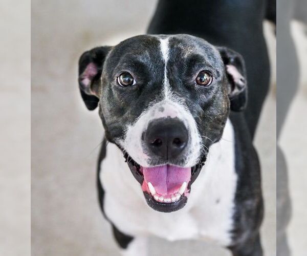 Medium Photo #1 Mutt Puppy For Sale in Chattanooga, TN, USA