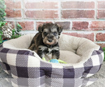Small #12 Schnauzer (Miniature)