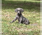 Small Photo #4 Weimaraner Puppy For Sale in DEFUNIAK SPRINGS, FL, USA