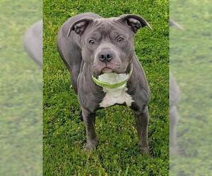 Mutt Dogs for adoption in Akron, OH, USA