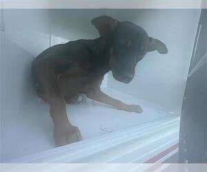 German Shepherd Dog-Unknown Mix Dogs for adoption in Houston, TX, USA