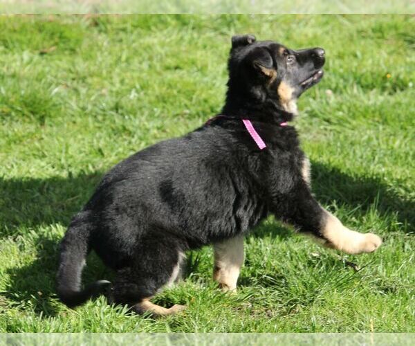Medium Photo #9 German Shepherd Dog Puppy For Sale in OAK GROVE, OR, USA