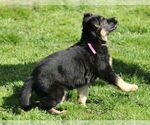 Small Photo #9 German Shepherd Dog Puppy For Sale in OAK GROVE, OR, USA