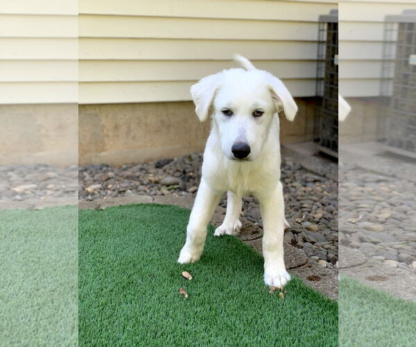 Medium Photo #12 Great Pyrenees Puppy For Sale in Spring, TX, USA