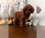 Small #9 Poodle (Miniature)