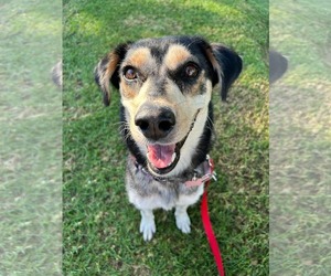 Mutt Dogs for adoption in San Diego, CA, USA