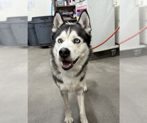 Siberian Husky Dogs for adoption in Forestville, MD, USA