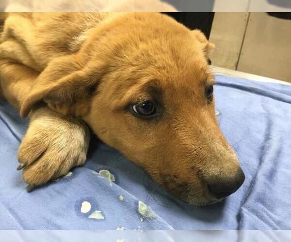 Medium Photo #1 German Shepherd Dog Puppy For Sale in Riverside, CA, USA