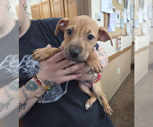 Medium Photo #1 Mutt Puppy For Sale in Martinsburg, WV, USA